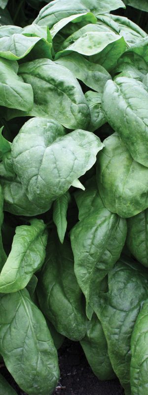 Alf Christianson Seed Co.